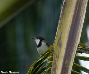 Très probable mâle de la sous-espèce tianduana du Siffleur de Wallace (Pachycephala arctitorquis) Très probable mâle de la sous-espèce tianduana du Siffleur de Wallace (Pachycephala arctitorquis)