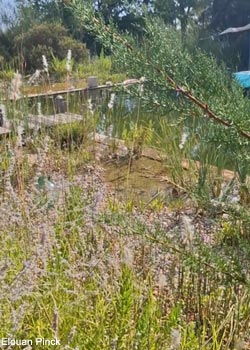 Vue du bassin à Clarensac (Gard)