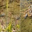 Un possible cas de prédation d’une Grenouille de Graf/rieuse sur un jeune Chardonneret élégant dans le Gard en août 2025 ?