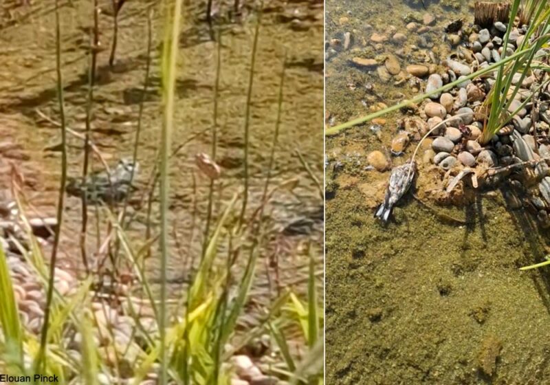 Un possible cas de prédation d’une Grenouille de Graf/rieuse sur un jeune Chardonneret élégant dans le Gard en août 2025 ?