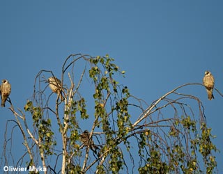 Faucons kobez (Falco vespertinus)