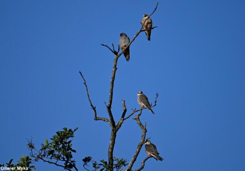 Très important afflux de Faucons kobez en Pologne en août et en septembre 2025
