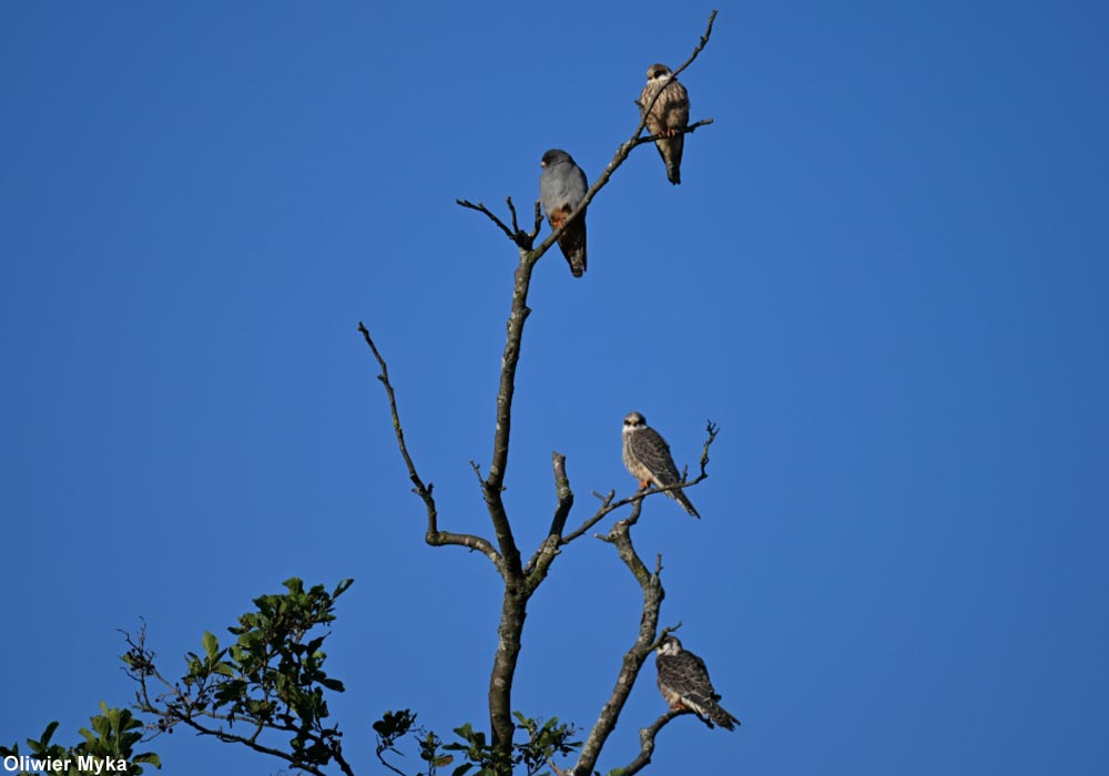 Faucons kobez (Falco vespertinus)