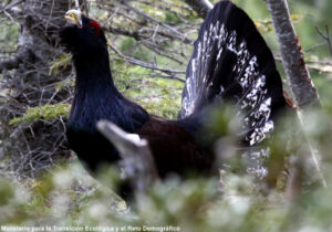 Grand Tétras cantabrique (Tetrao urogallus cantabricus) mâle