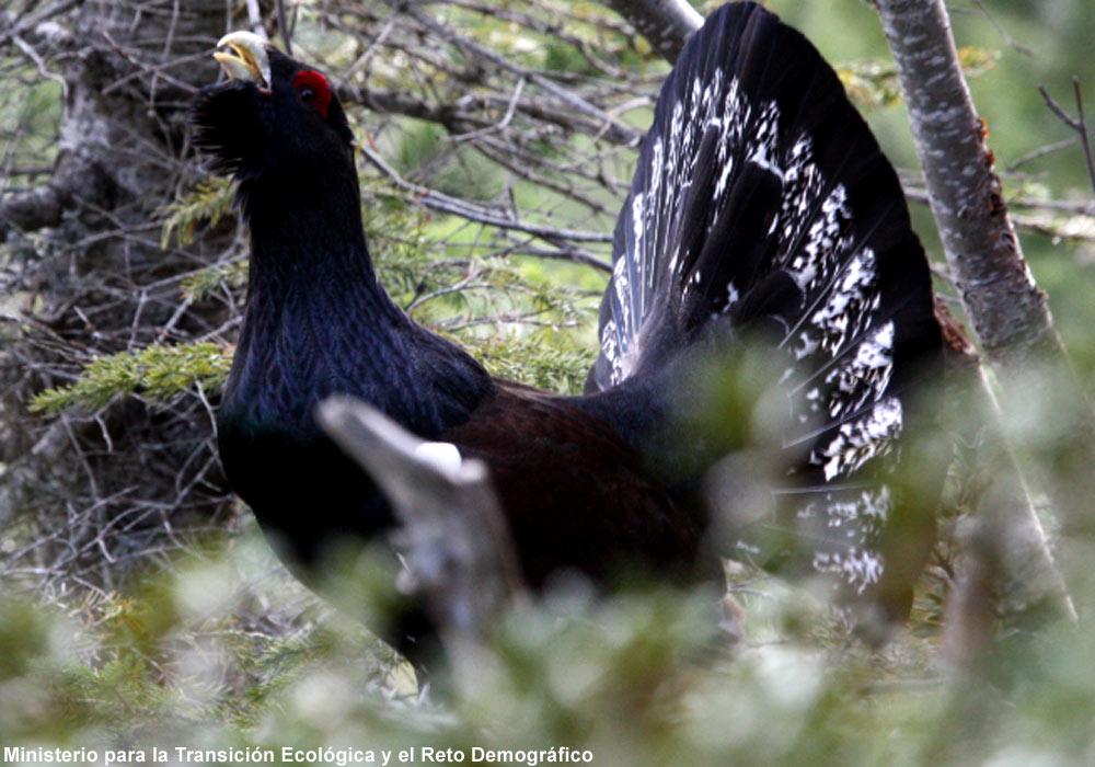 Grand Tétras cantabrique (Tetrao urogallus cantabricus) mâle