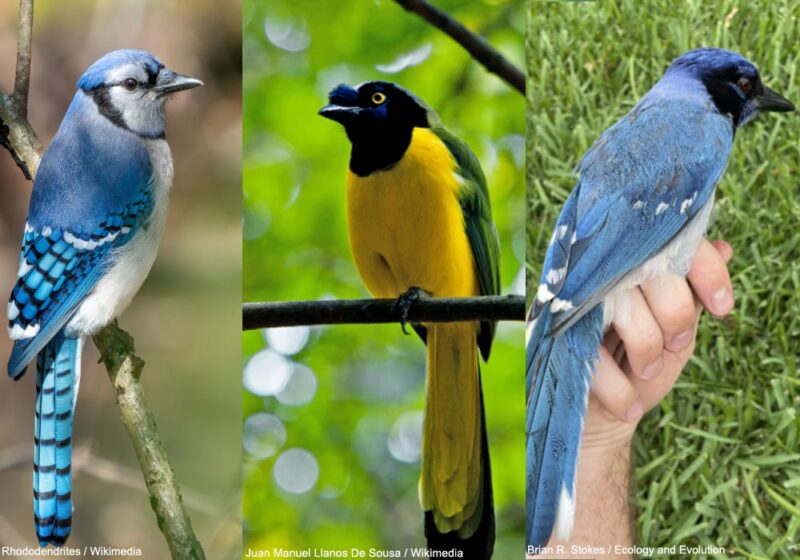 Découverte remarquable au Texas d’un hybride entre deux espèces aux aires de répartition autrefois séparées, les Geais vert et bleu