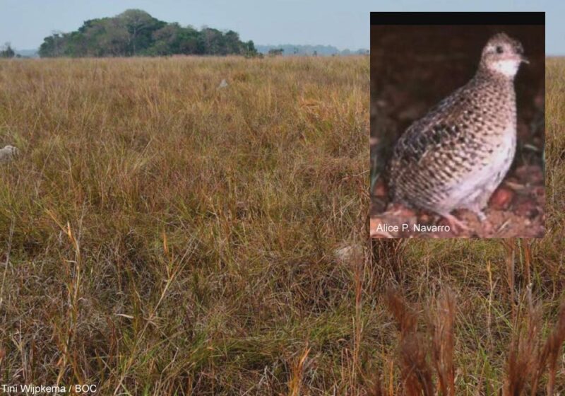 Découverte d’une possible population de Tinamous carapé en Bolivie en 2024