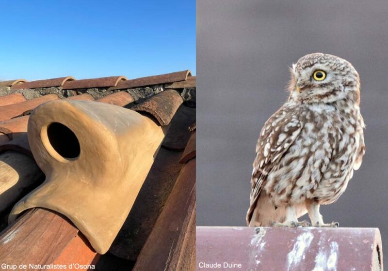 D’ingénieuses tuiles spéciales pour Chevêches d’Athéna conçues et posées en Catalogne (Espagne)