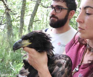 Pygargue à queue blanche Pygargue à queue blanche