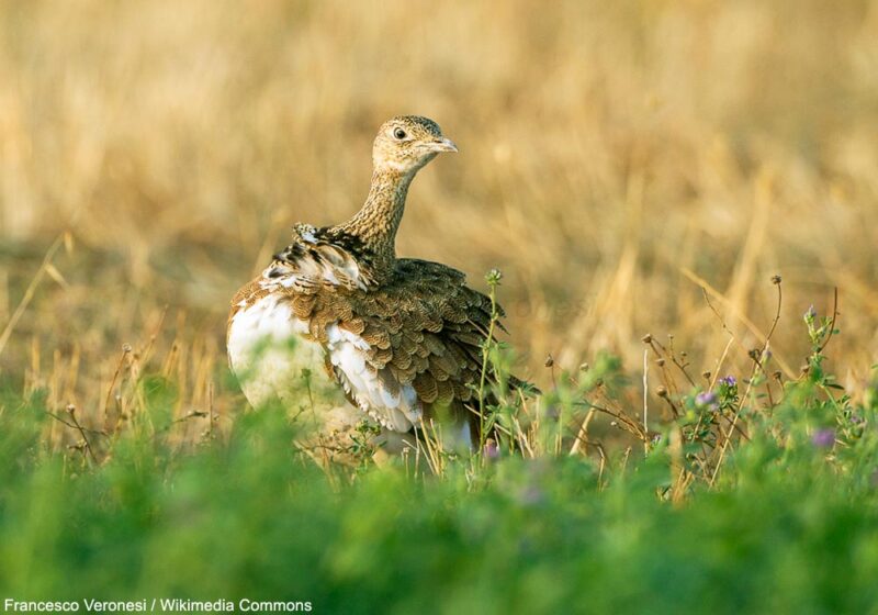 L’impressionnante augmentation de la population nicheuse d’Outardes canepetières au Kirghizstan depuis le début des années 2020
