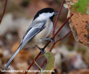 Mésange à tête noire (Poecile atricapillus)
