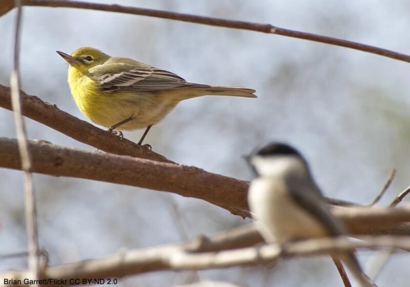 Observer et écouter les mésanges pour repérer d’éventuels passereaux rares de passage en automne