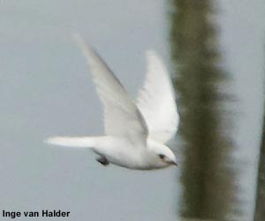 Hirondelle rustique (Hirundo rustica) atteinte de leucisme ou de grisonnement progressif