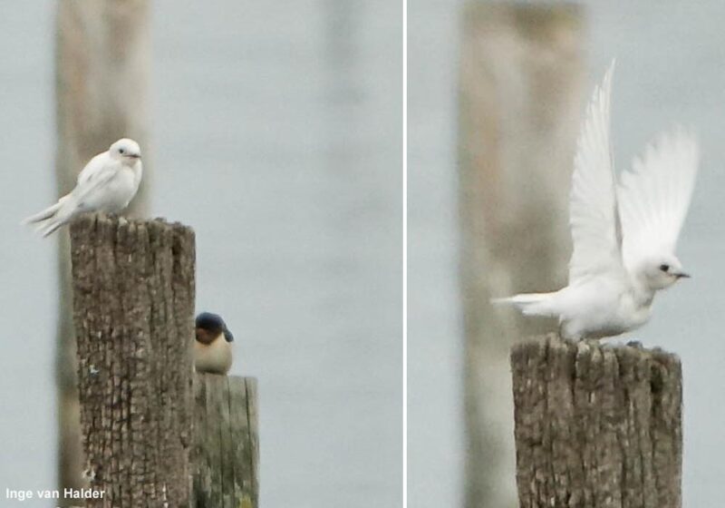 Une Hirondelle rustique blanche dans la réserve ornithologique du Teich (Gironde) en septembre 2025 : un plumage aberrant causé par les activités humaines ?