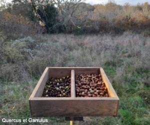 Bac à glands disposés dans deux compartiments