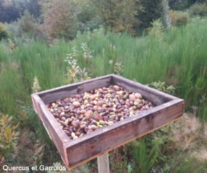 Bac contenant des glands pour les Geais des chênes