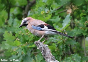 Geai des chênes (Garrulus glandarius)