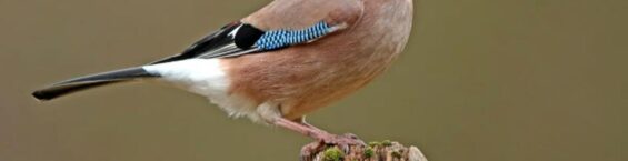 Geai des chênes (Garrulus glandarius)