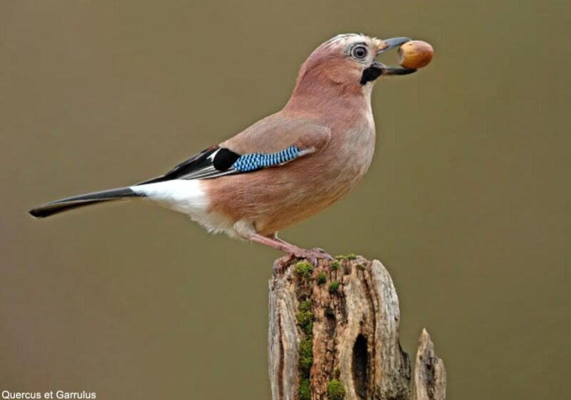 Pierre-Loïc Déragne (Quercus et Garrulus) : s’appuyer sur les Geais des chênes pour semer des glands