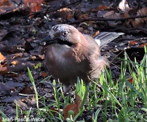 Geai des chênes (Garrulus glandarius) en Moselle (France)