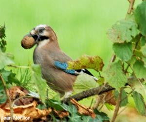 Geai des chênes (Garrulus glandarius) avec une noix dans le bec