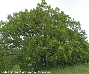 Chêne pubescent (Quercus pubescens) en Pologne