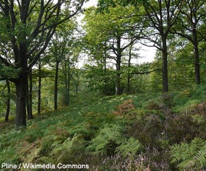 Peuplement de Chênes sessiles (Quercus petraea)