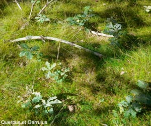 Jeunes chênes issus d'une Semis Assisté par les Geais (SEMAGE) en Lozère