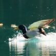 Atterrissage du Canard colvert