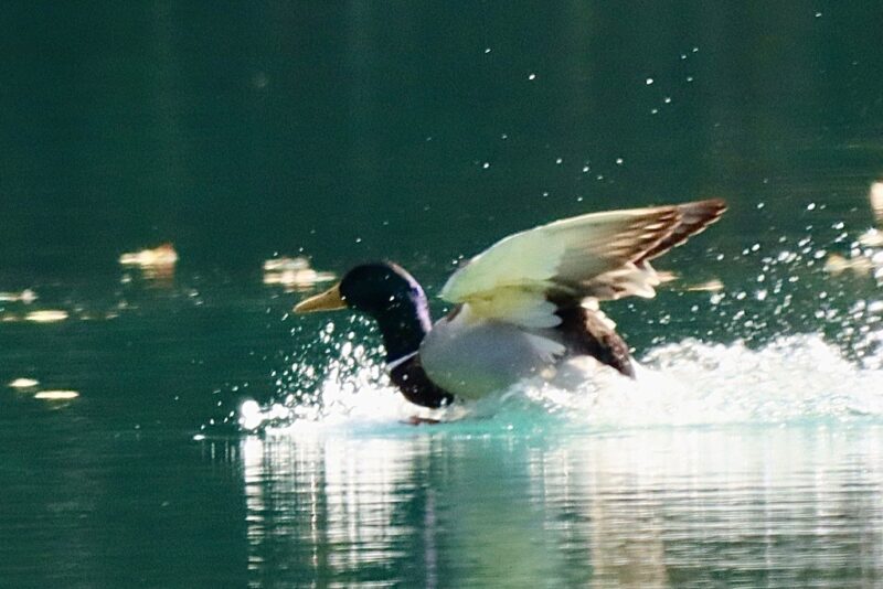 Atterrissage du Canard colvert