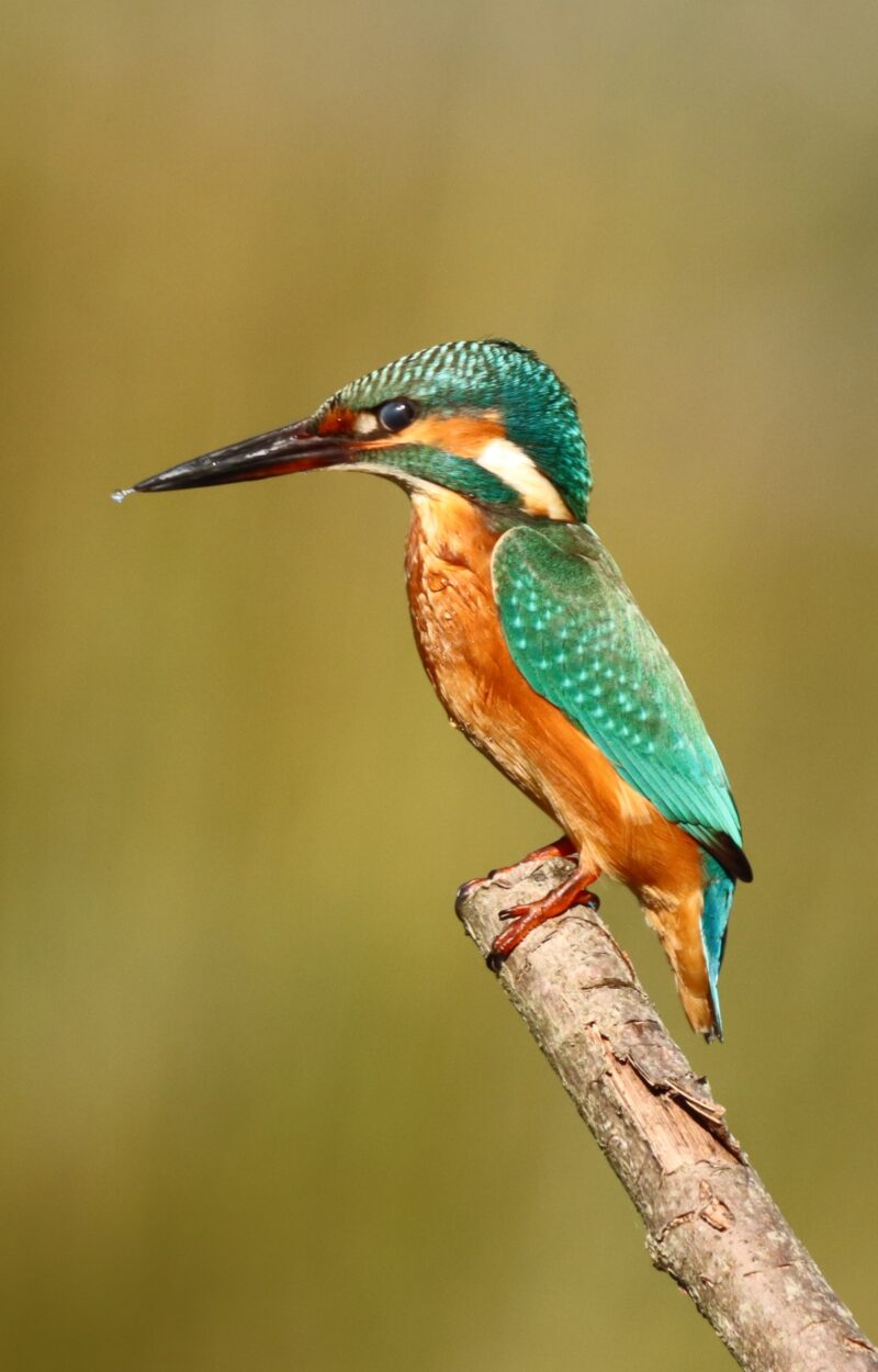 Martin-pêcheur d&rsquo;Europe