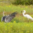 Grande Aigrette et Héron cendré se disputant un poisson