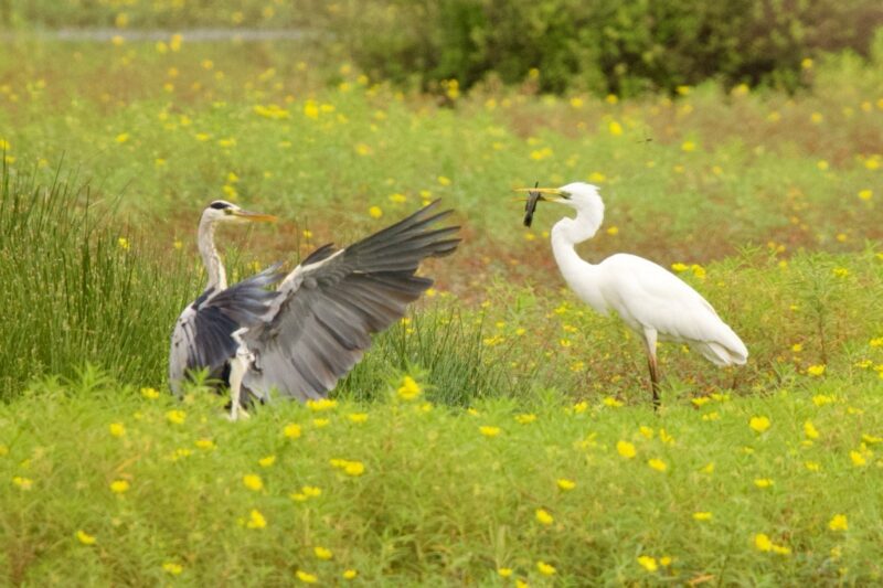 Grande Aigrette et Héron cendré se disputant un poisson