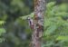 1-Pic épeiche | Dendrocopos major | Great Spotted Woodpecker