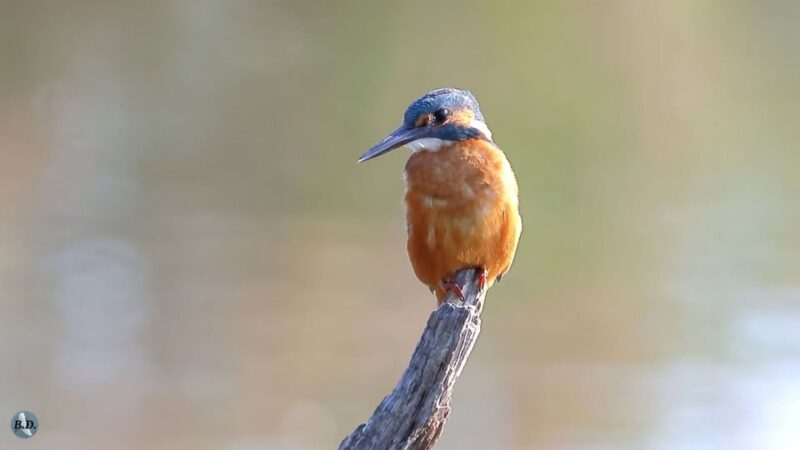 Quand Martin pêche…
