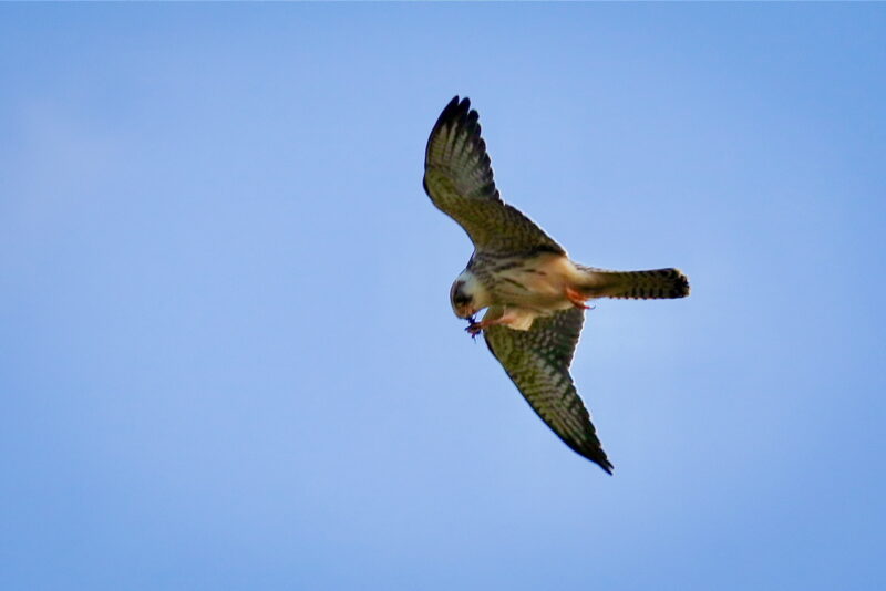 Faucon kobez dans le Doubs