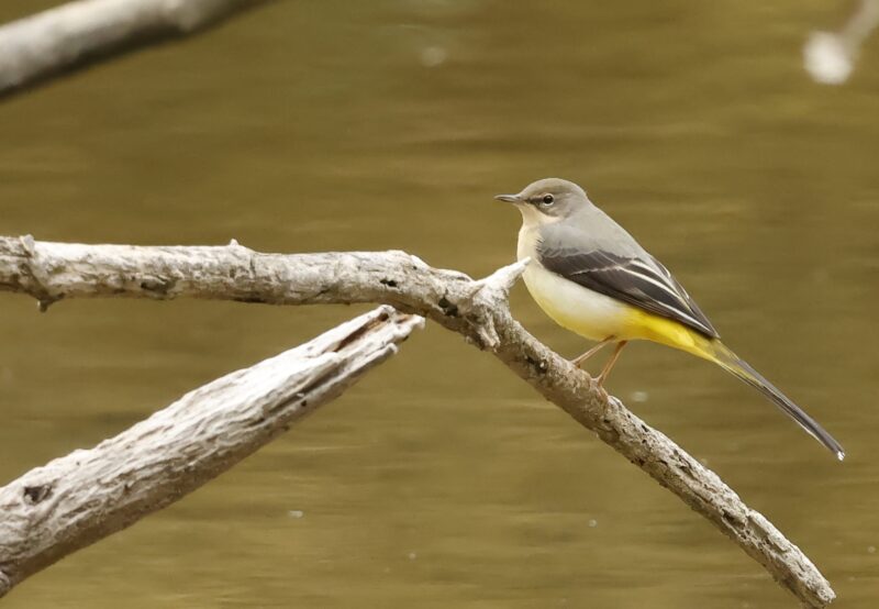 Bergeronnette des ruisseaux