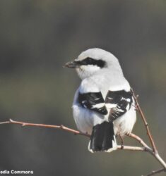 Nat’Auvergne, la journée des naturalistes d’Auvergne