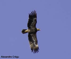 Aigle des steppes (Aquila nipalensis) de deuxième année Aigle des steppes (Aquila nipalensis) de deuxième année