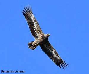 Aigle des steppes (Aquila nipalensis) de deuxième année Aigle des steppes (Aquila nipalensis) de deuxième année