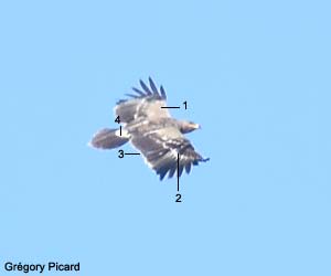 Aigle des steppes (Aquila nipalensis) de deuxième année Aigle des steppes (Aquila nipalensis) de deuxième année