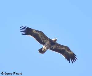 Aigle des steppes (Aquila nipalensis) de seconde année Aigle des steppes (Aquila nipalensis) de seconde année