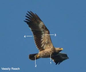 Aigle des steppes (Aquila nipalensis) de deuxième année Aigle des steppes (Aquila nipalensis) de deuxième année