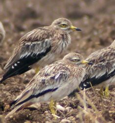 Sortie de comptage des rassemblements postnuptiaux d’Œdicnèmes criards dans les plaines du Mirebalais-Neuvillois (Vienne)