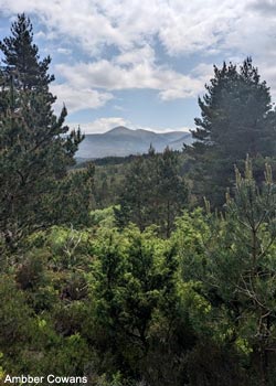 Paysage forestier dans les monts Cairngorms (Grande-Bretagne)