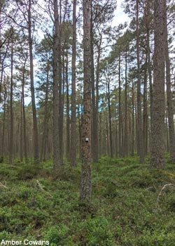 Enregistreur autonome attaché sur un tronc dans les monts Cairngorms (Grande-Bretagne)