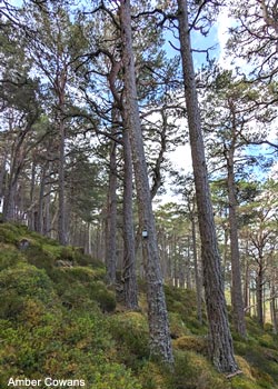 Enregistreur autonome attaché sur un tronc dans les monts Cairngorms (Grande-Bretagne)