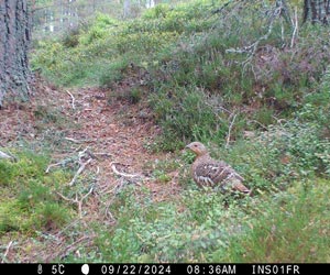 Grand Tétras (Tetrao urogallus) femelle 
