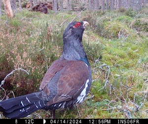Grand Tétras (Tetrao urogallus) mâle 
