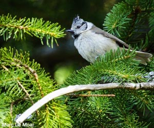 Mésange huppée (Lophophanes cristatus)